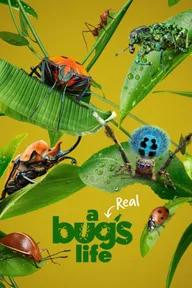 Movie poster of A Real Bug's Life