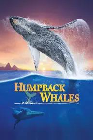 Movie poster of Humpback Whales